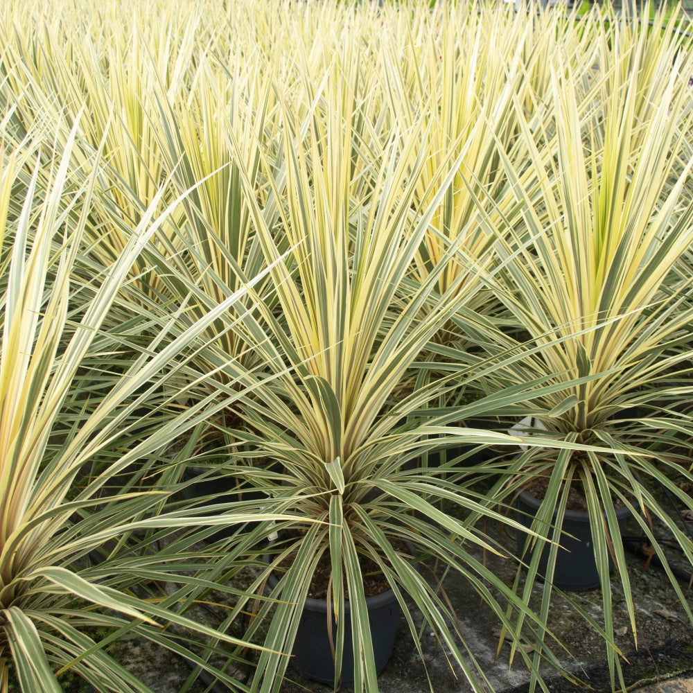Cordyline Torbay Dazzler (Cordyline australis)