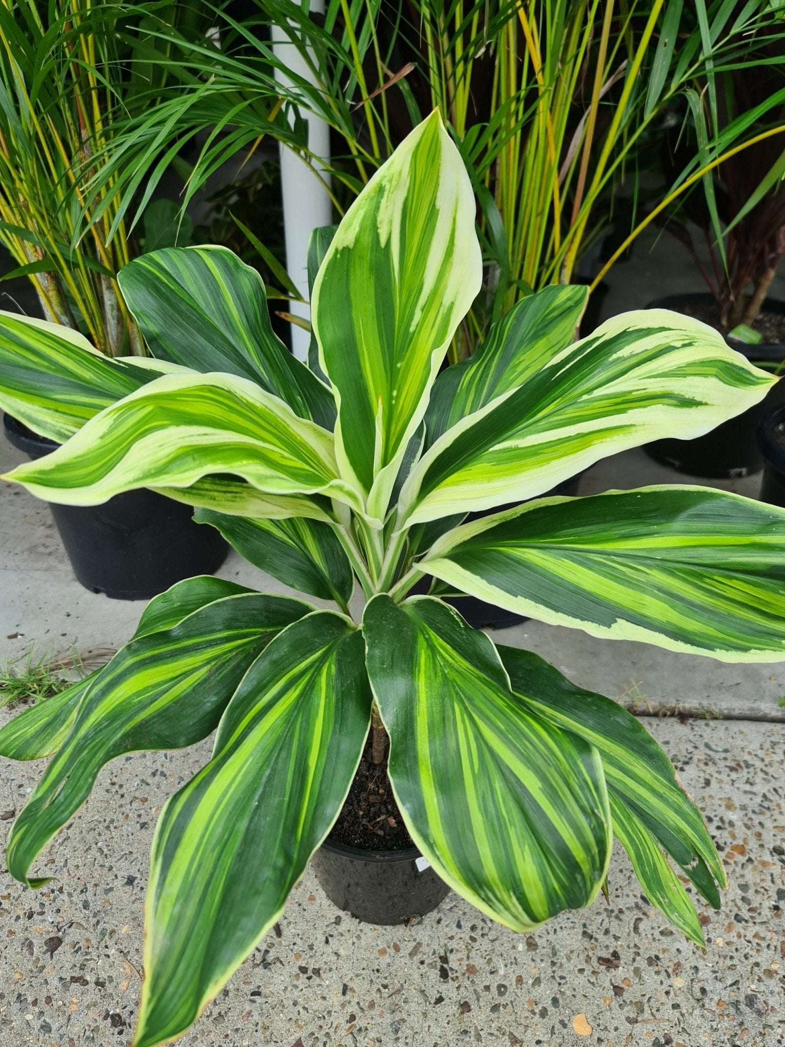 Cordyline 'Tropic Snow' - Ladybird Nursery