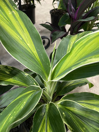 Cordyline 'Tropic Snow'