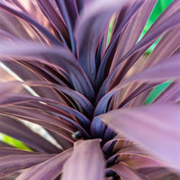 Cordyline Black Knight (Cordyline australis)