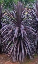 Cordyline Black Knight (Cordyline australis) - Ladybird Nursery