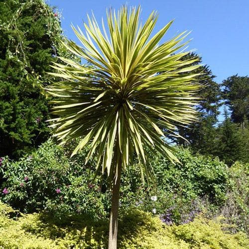 Cordyline Torbay Dazzler (Cordyline australis)