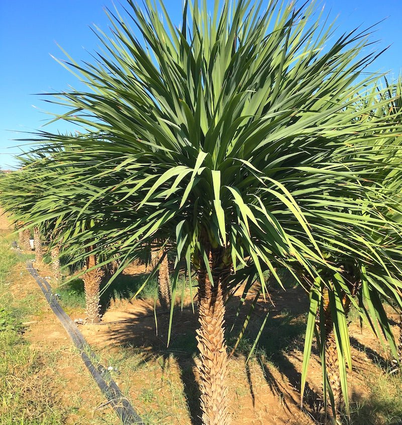 Cordyline (Cordyline australis) - Ladybird Nursery