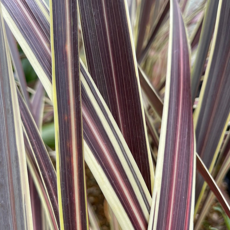 Cordyline Electric Flash™ (Cordyline banksii)