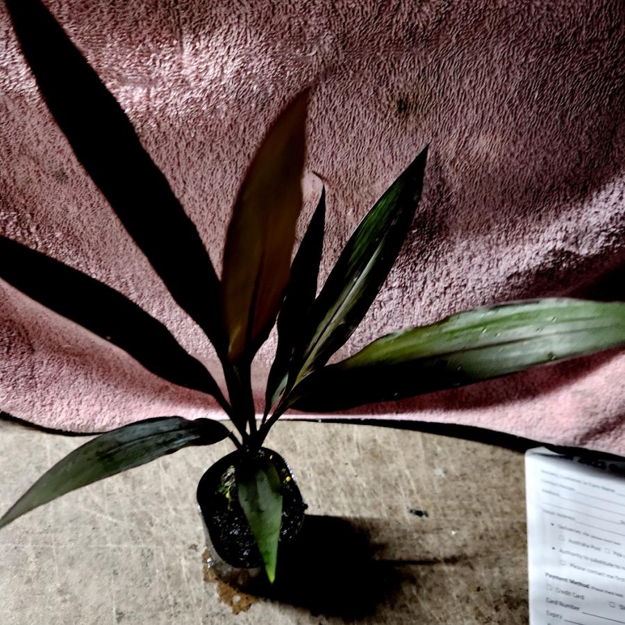 Cordyline Caruba™ Black (Cordyline fruticosa) - Ladybird Nursery