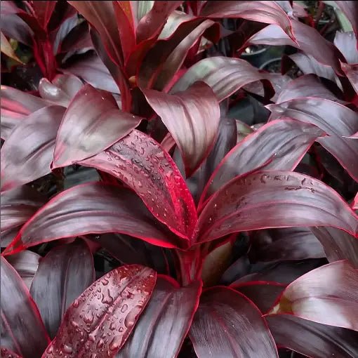 Cordyline Fire Fountain (Cordyline fruticosa) - Ladybird Nursery