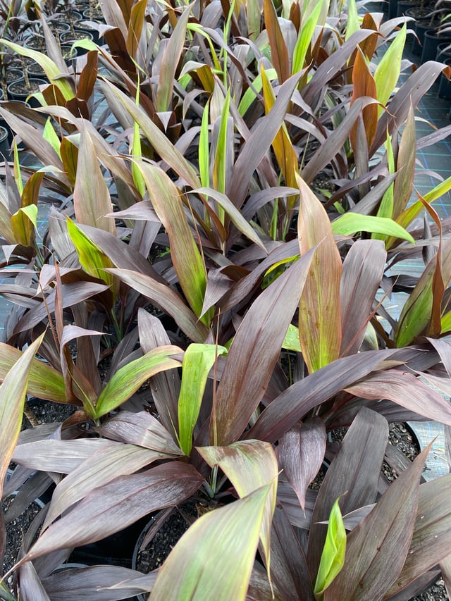 Cordyline Nigra (Cordyline fruticosa)