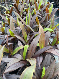Cordyline Nigra (Cordyline fruticosa)