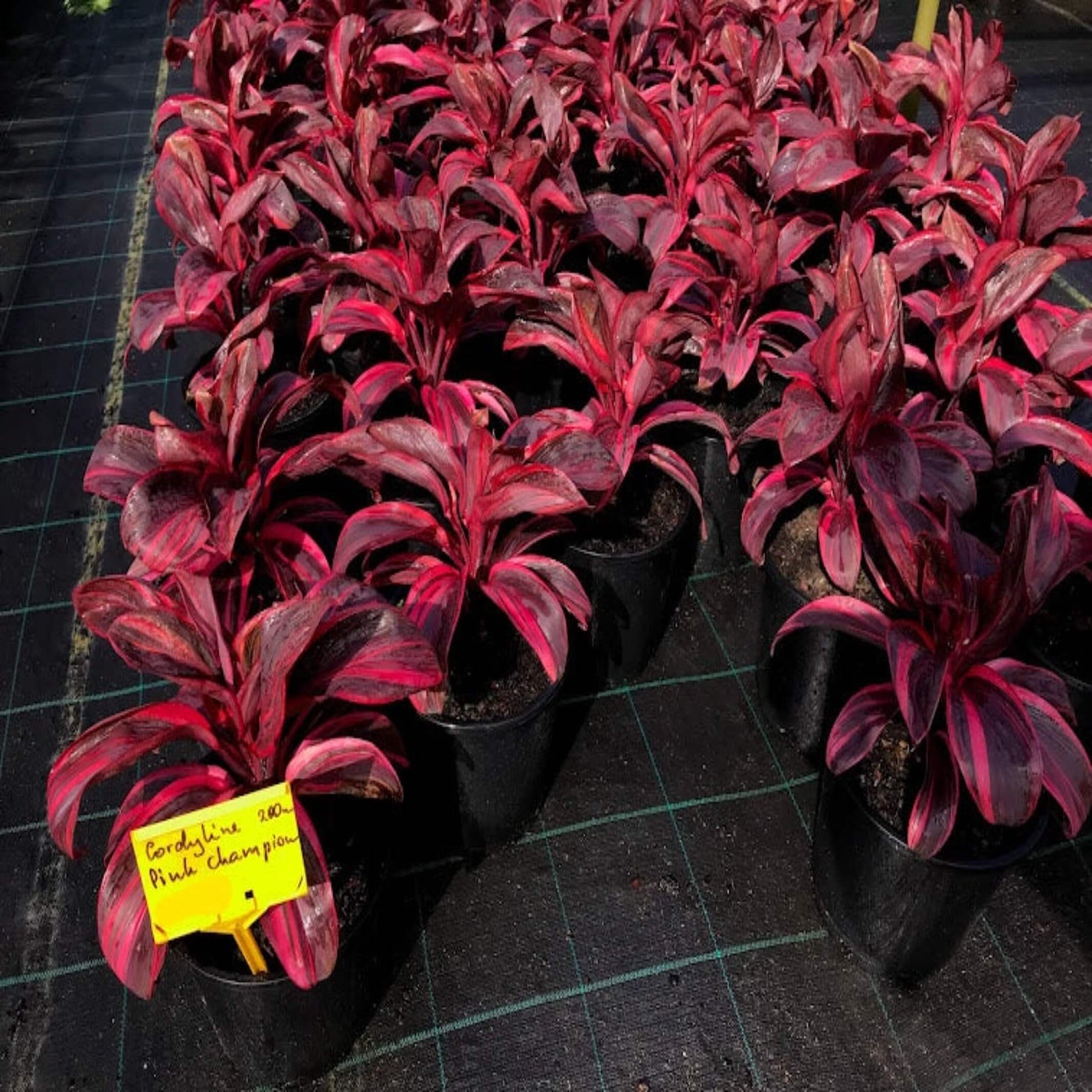 Cordyline Pink Champion (Cordyline fruticosa)