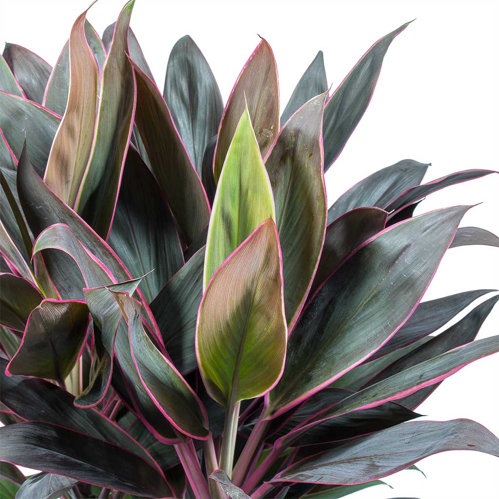 Cordyline Rumba (Cordyline fruticosa)