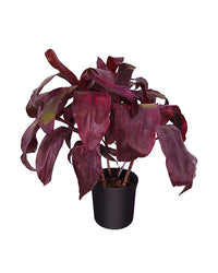 Cordyline Dr Brown (Cordyline fruticosa)