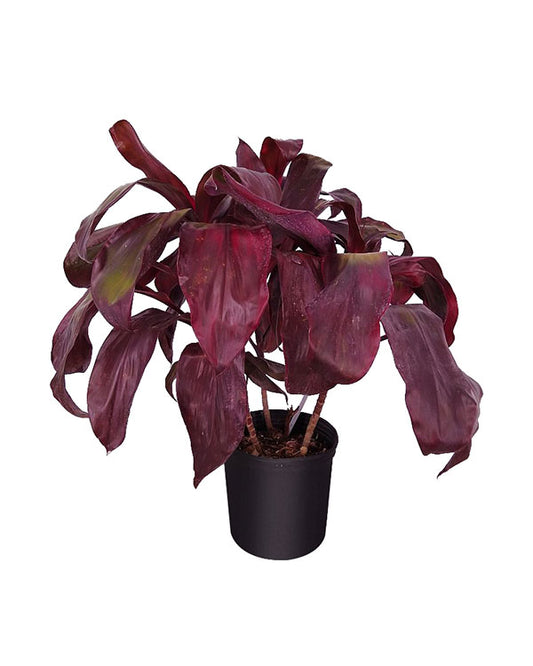 Cordyline Dr Brown (Cordyline fruticosa)