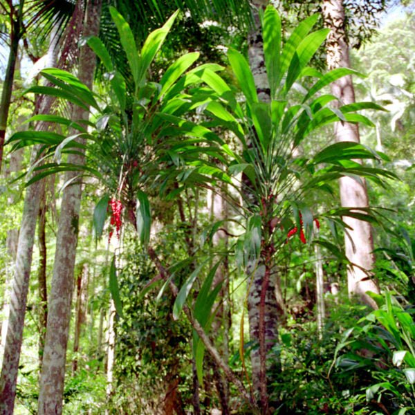 Broad - Leaf Palm Lily (Cordyline petiolaris) - Ladybird Nursery