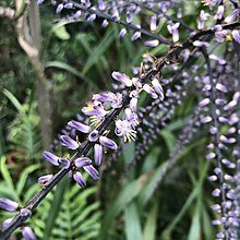 Slender Palm Lily (Cordyline stricta) - Ladybird Nursery