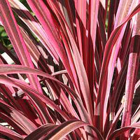 Cordyline 'Electric Pink™' (Cordyline banksii)