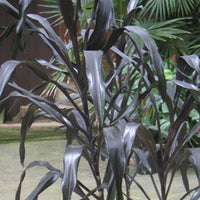 Cordyline Purple Dazzler (Cordyline australis) - Ladybird Nursery