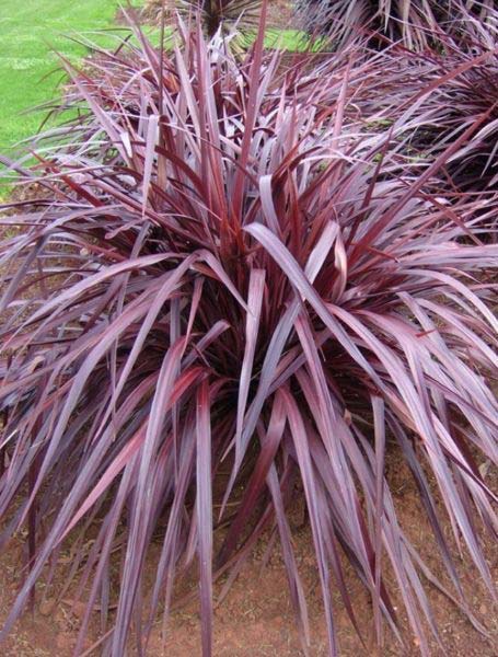 Cordyline Fountain (Cordyline Red)