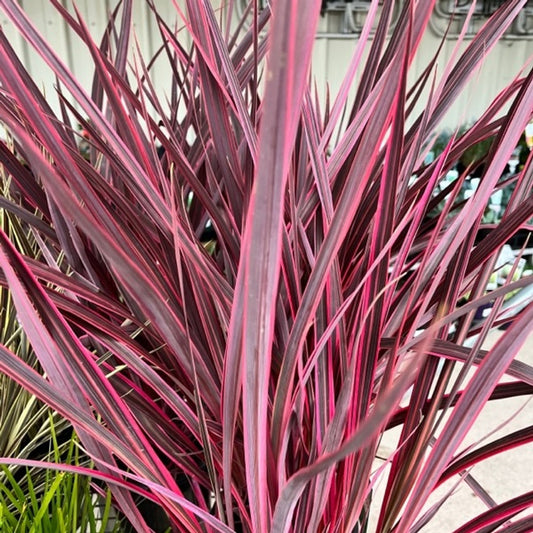 Cordyline (Cordyline Pocahontas)