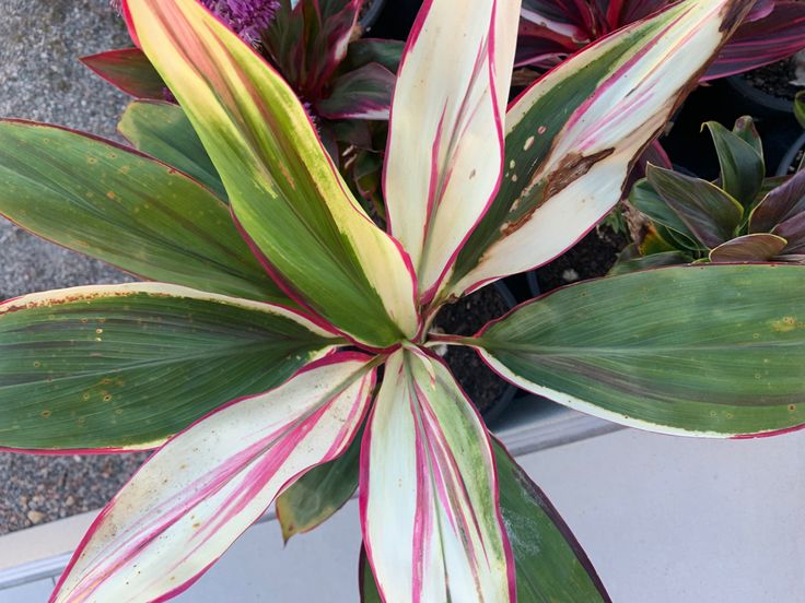 Cordyline 'John Klass' - Ladybird Nursery