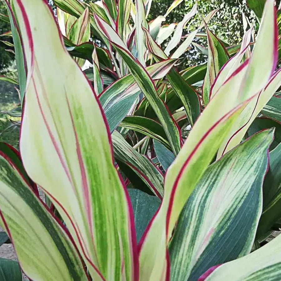 Cordyline 'John Klass' - Ladybird Nursery