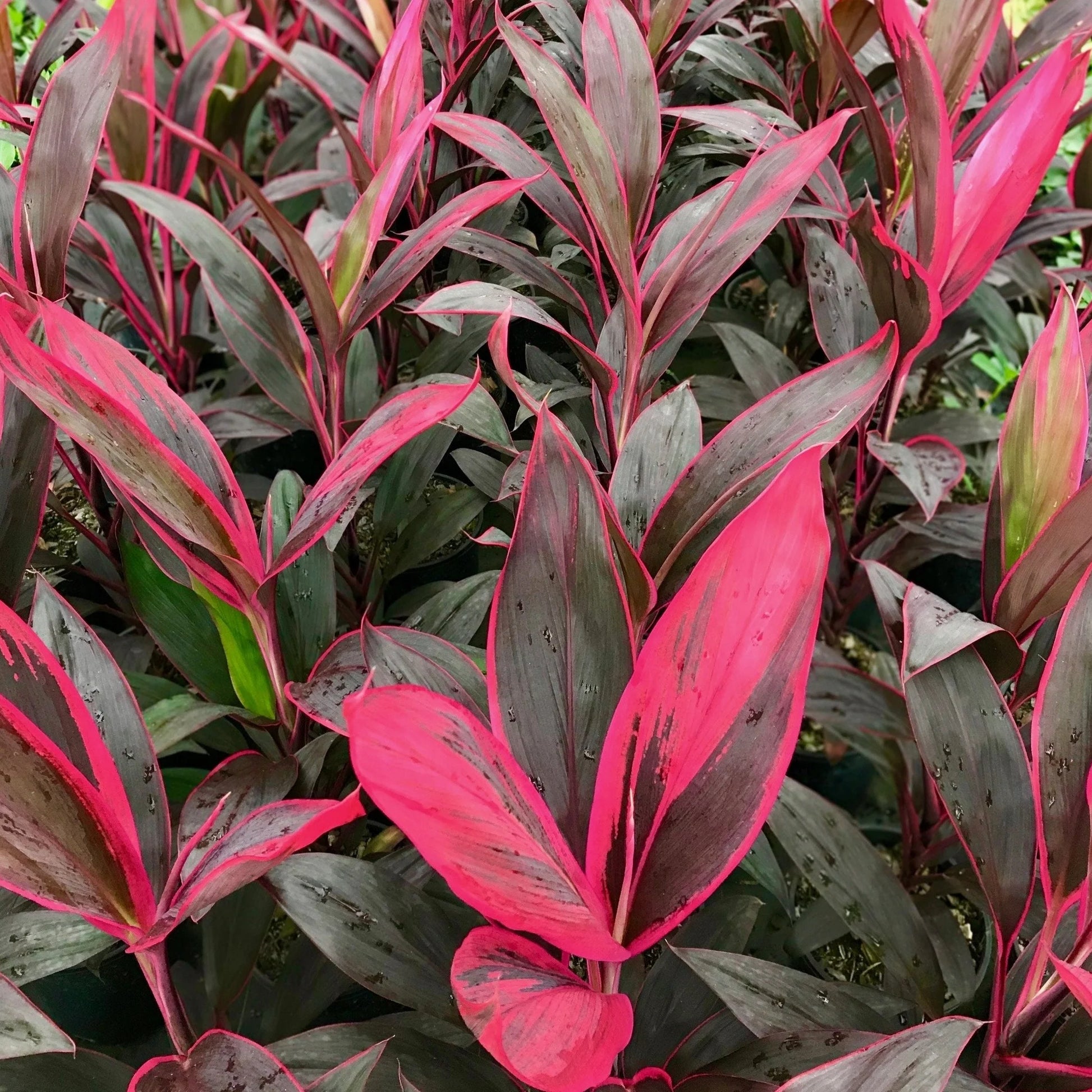 Cordyline John Klaus Red (Cordyline fruticosa)