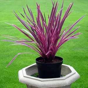 Cordyline Pink Passion™ (Cordyline australis) - Ladybird Nursery