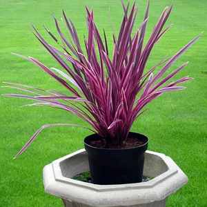Cordyline Pink Passion™ (Cordyline australis)