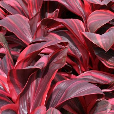 Cordyline 'Pink Champion' - Large - Ladybird Nursery