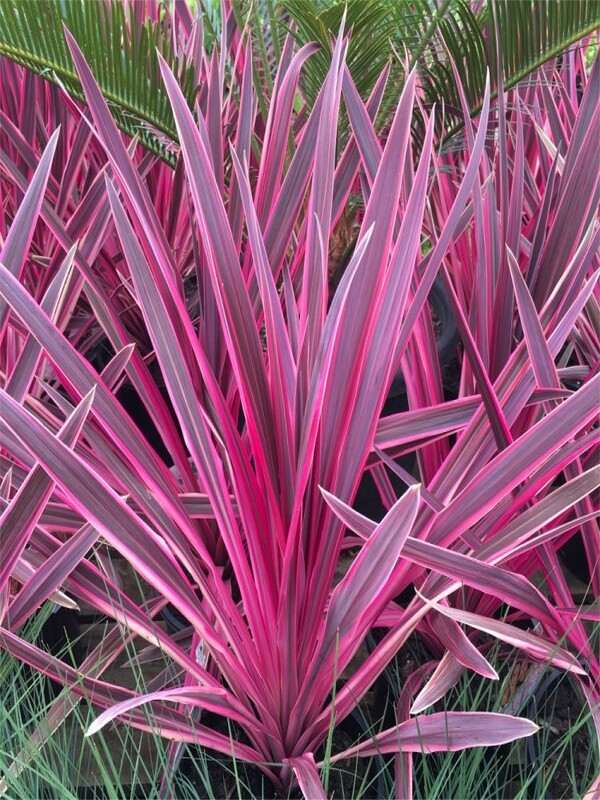 Cordyline Pink Passion™ (Cordyline australis) - Ladybird Nursery