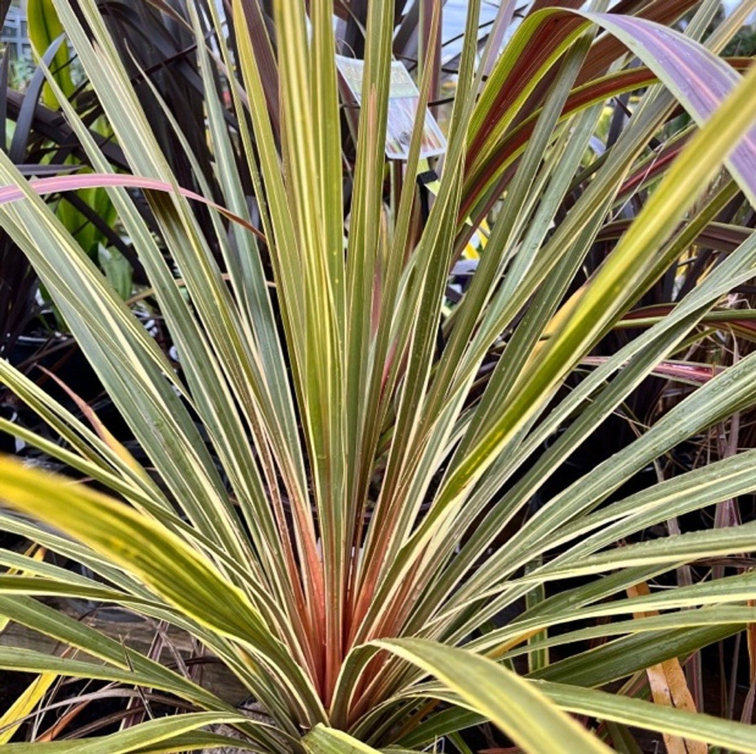 Cordyline (Cordyline Pocahontas) - Ladybird Nursery