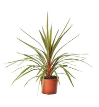 Cordyline Red Edge (Cordyline australis) - Ladybird Nursery