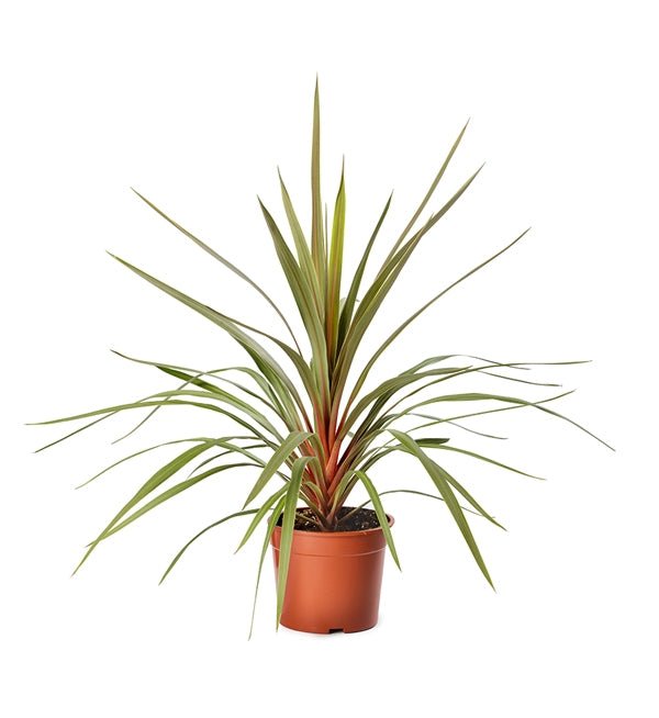 Cordyline Red Edge (Cordyline australis) - Ladybird Nursery