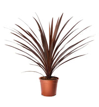 Cordyline Red Edge (Cordyline australis)