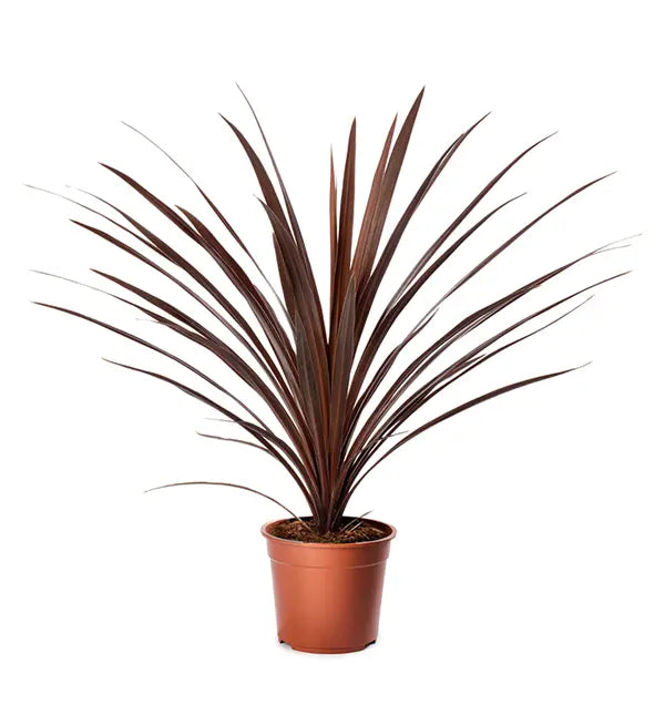 Cordyline Red Star (Cordyline australis)