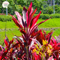 Cordyline Fire Fountain (Cordyline fruticosa) - Ladybird Nursery
