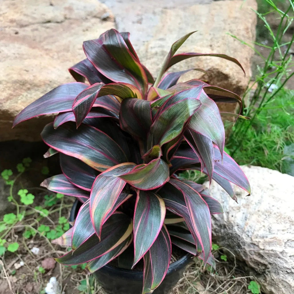 Cordyline (Cordyline compacta)