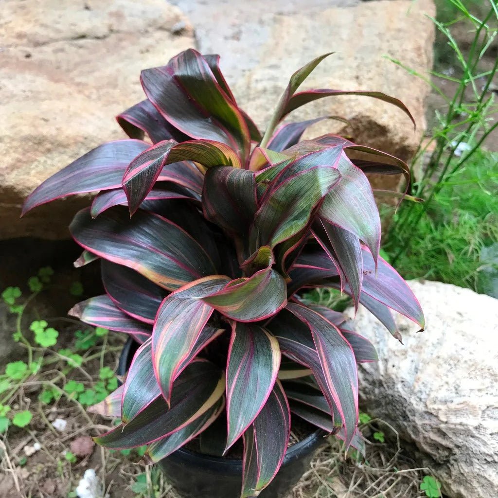 Cordyline (Cordyline compacta) - Ladybird Nursery