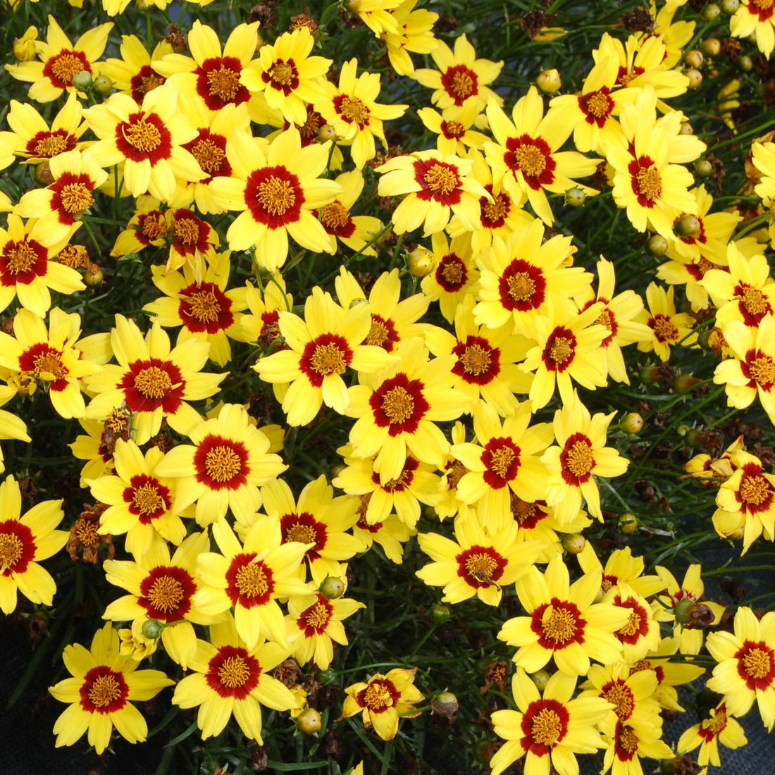 Tickseed Nugget (Coreopsis Gold) - Ladybird Nursery