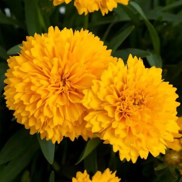 Tickseed Gain (Coreopsis Golden) - Ladybird Nursery