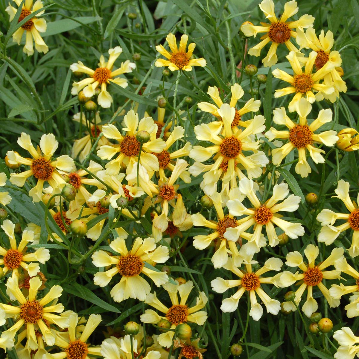 Tickseed (Coreopsis Pinwheel)
