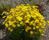 Tickseed Gain (Coreopsis Golden) - Ladybird Nursery