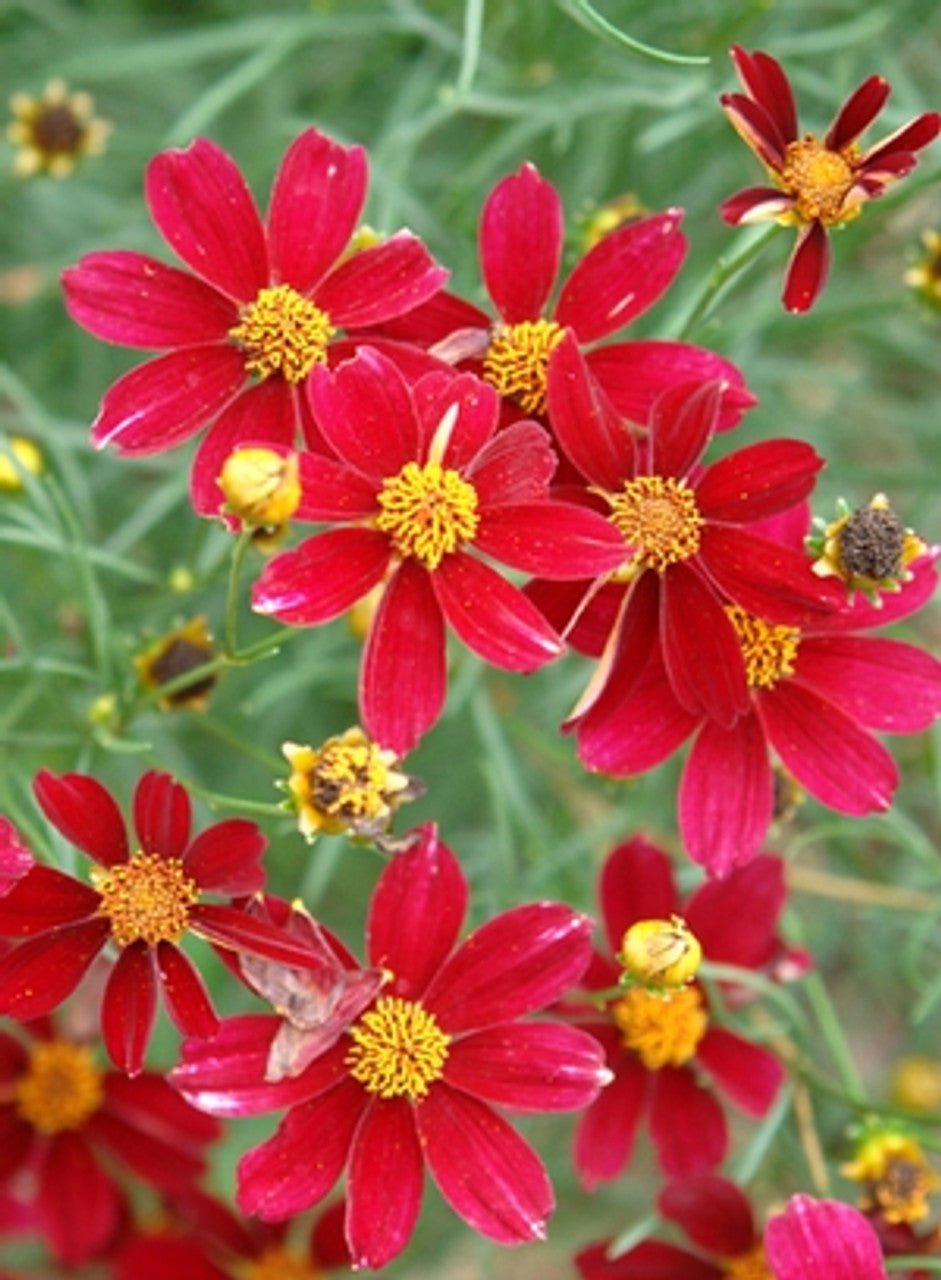 Azalea Red Satin - Ladybird Nursery