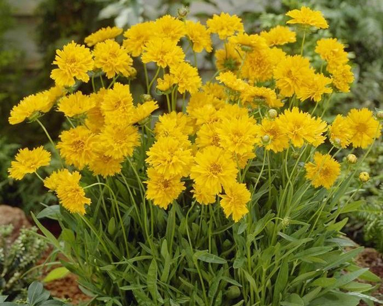 Tickseed Early Sunrise (Coreopsis grandiflora)