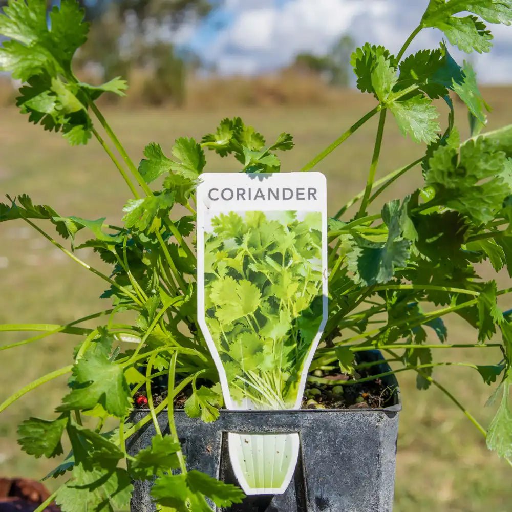 Coriander (PICKUP ONLY) - Ladybird Nursery