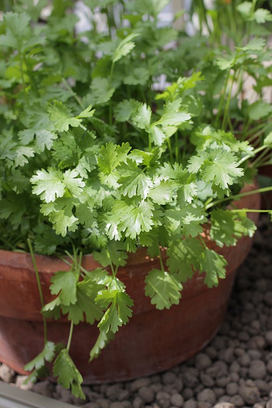 Coriander (PICKUP ONLY) - Ladybird Nursery