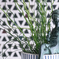 Corkscrew Rush Totally Twisted (Juncus effusus)