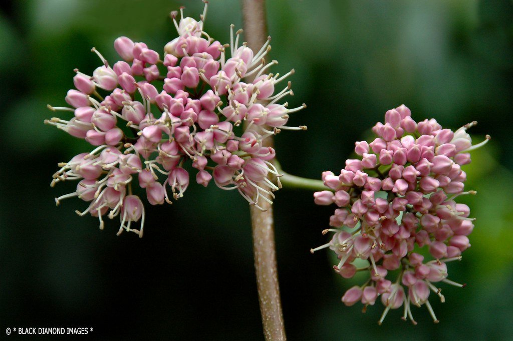 Corkwood (Euodia elleryana) - Ladybird Nursery