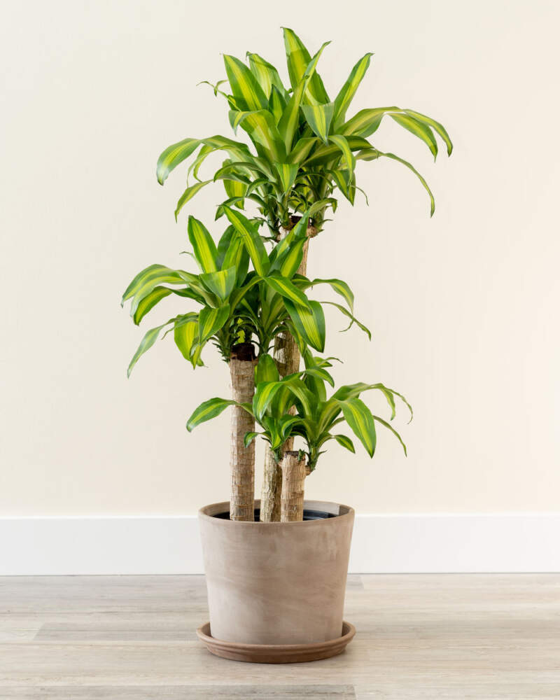 Corn Plant Massangeana (Dracaena fragrans)