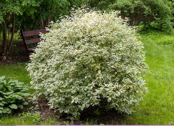Tatarian Dogwood Elegantissima (Cornus alba)