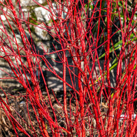 Red Stem Dogwood sibirica (Cornus alba)